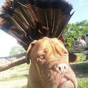 Meet your Posher, Josh